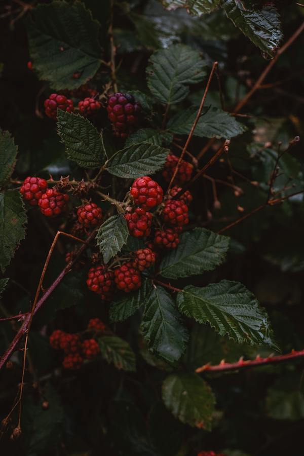 free-photo-of-close-up-of-berries-on-a-shrub