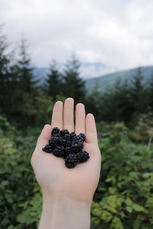 free-photo-of-freshly-picked-blueberries-on-a-palm